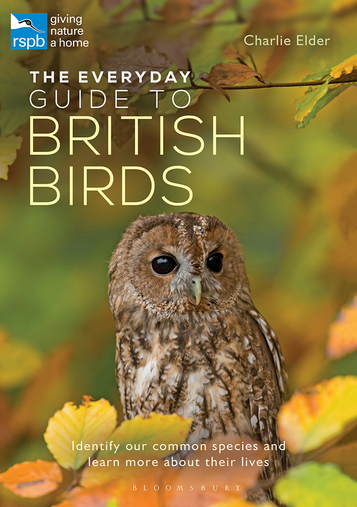 The Everyday Guide to British Birds