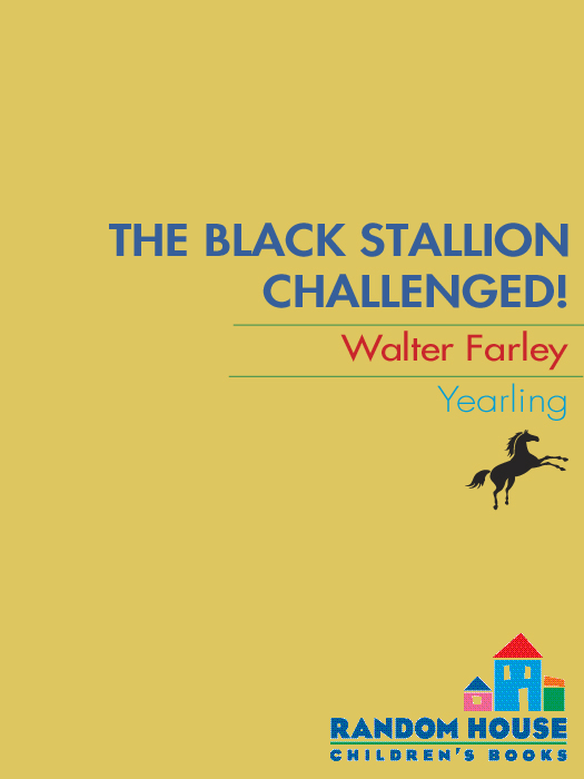 The Black Stallion Challenged